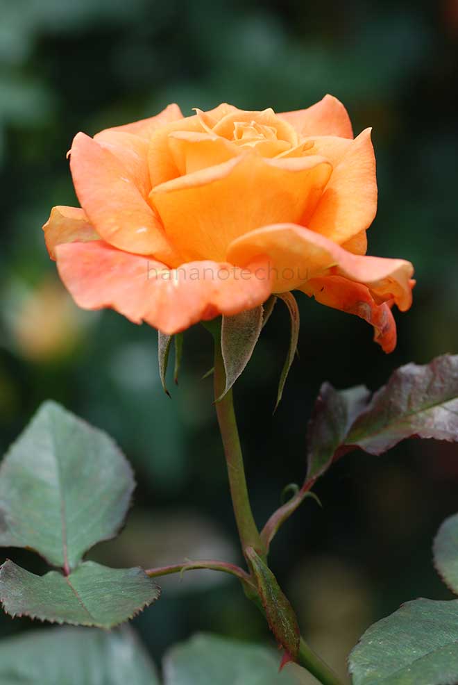 バラ ピースキーパー｜花の手帖の薔薇図鑑