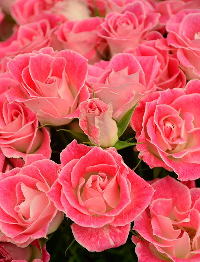 バラ ペッパー ベリー｜花の手帖の薔薇図鑑