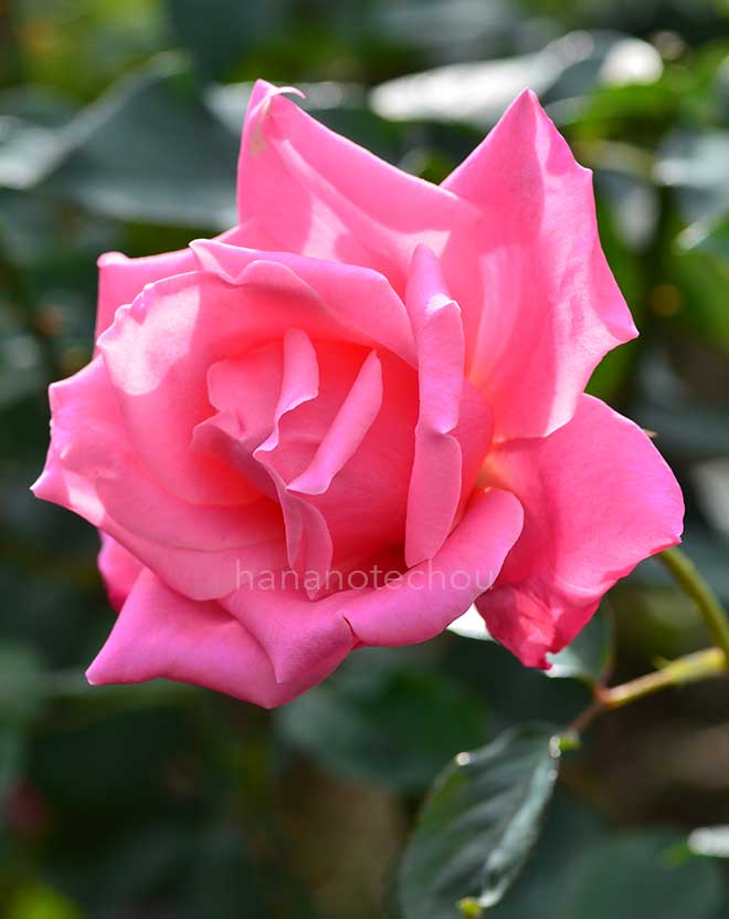 バラ パーシー スロワー|花の手帖の薔薇図鑑