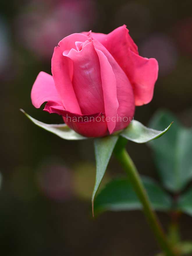 バラ パーシー スロワー|花の手帖の薔薇図鑑