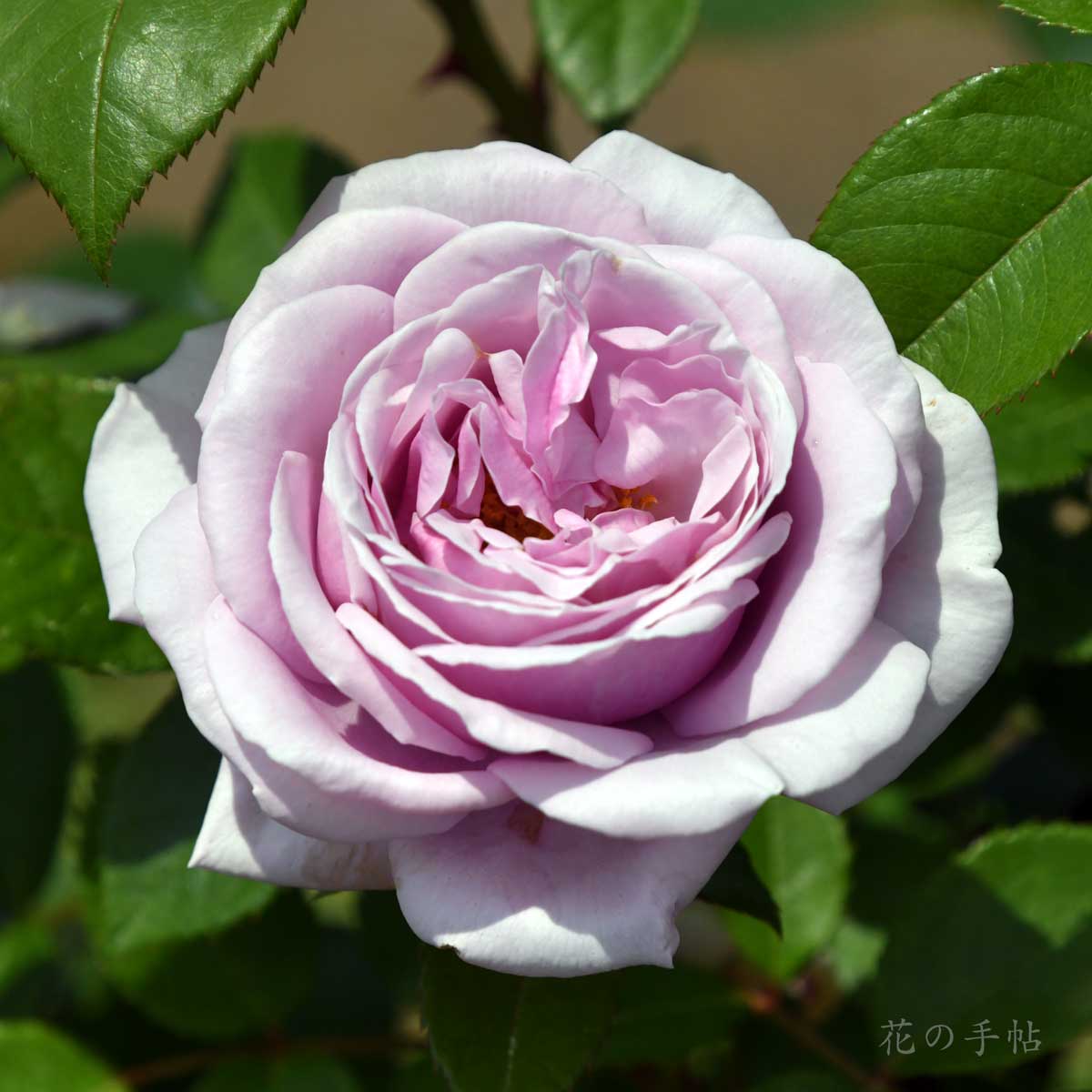 バラ　パフュームドレス｜花の手帖の薔薇図鑑