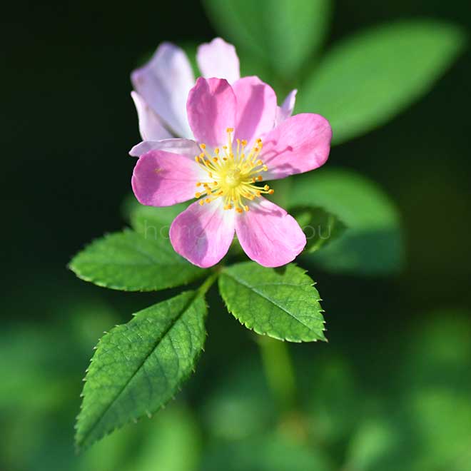 バラ フロキシーベビー|花の手帖の薔薇図鑑