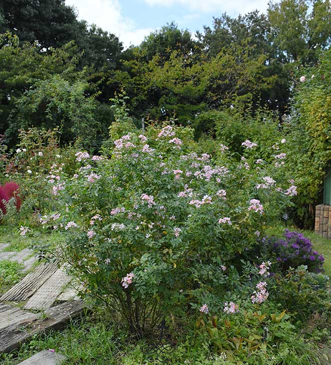 バラ フロキシーベビー|花の手帖の薔薇図鑑