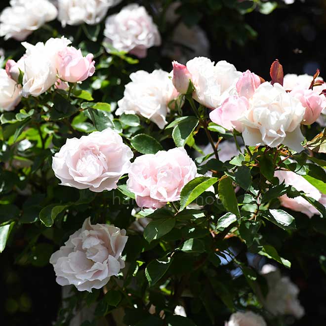 バラ ｜花の手帖の薔薇図鑑