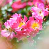 バラ ピンク ドリフト｜花の手帖の薔薇図鑑