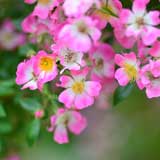 バラ ピンク スプレー｜花の手帖の薔薇図鑑