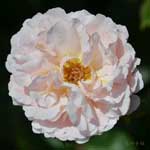 バラ プリンセスシャルレーヌドゥモナコ｜花の手帖の薔薇図鑑