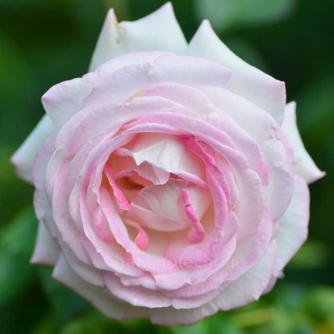 バラ プルミエ バル｜花の手帖の薔薇図鑑