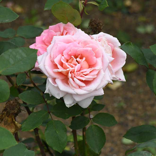 バラ プリンセス タカマツ|花の手帖の薔薇図鑑