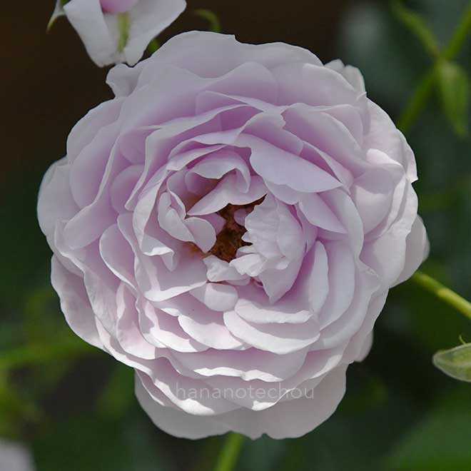 バラ プロローグ｜花の手帖の薔薇図鑑