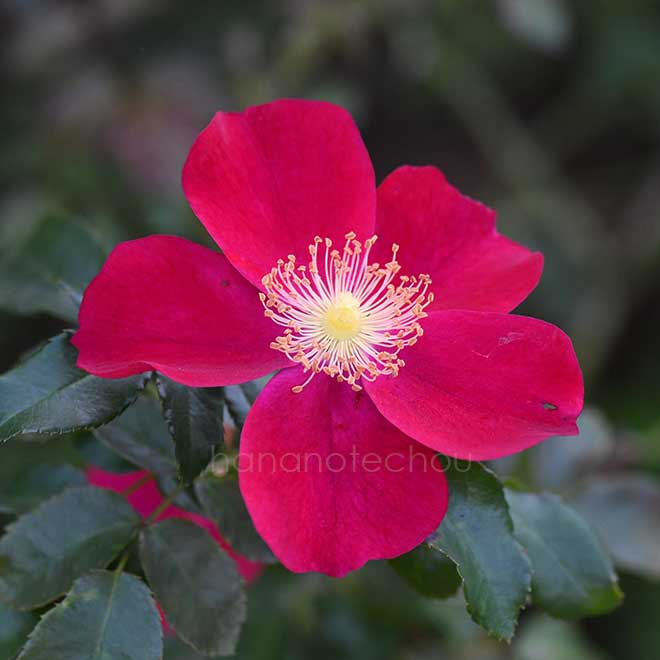 バラ パープル ヘイズ｜花の手帖の薔薇図鑑