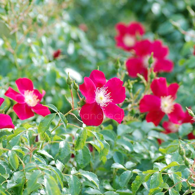 バラ パープル ヘイズ｜花の手帖の薔薇図鑑