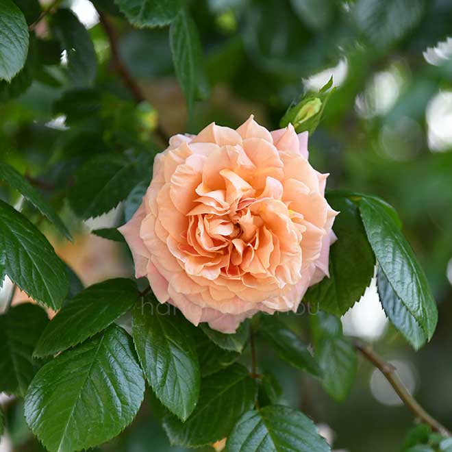 バラ バンガード｜花の手帖の薔薇図鑑