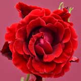 バラ ベルサイユのばら｜花の手帖の薔薇図鑑