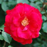 バラ ビクトルユーゴ｜花の手帖の薔薇図鑑