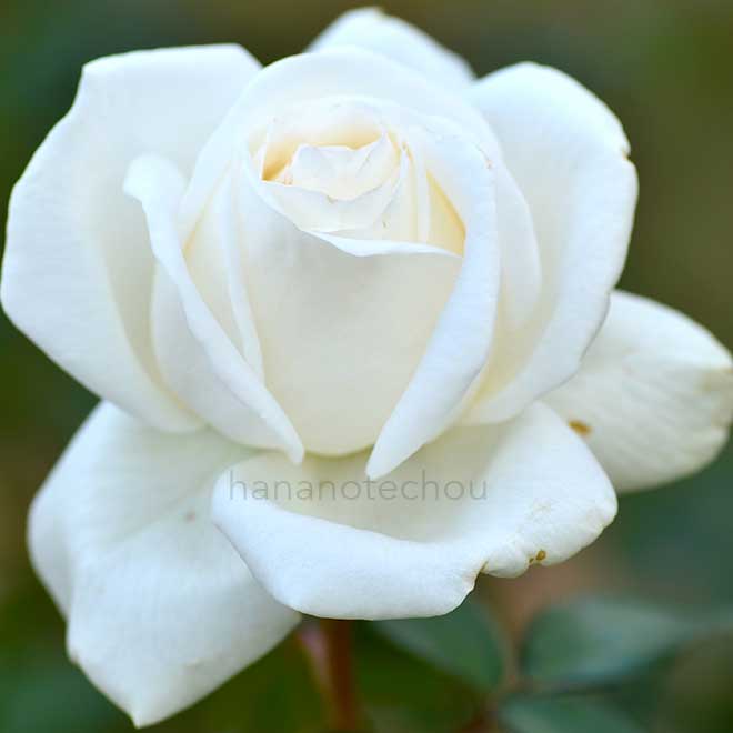 バラ ビブ ラ マリエ！｜花の手帖の薔薇図鑑