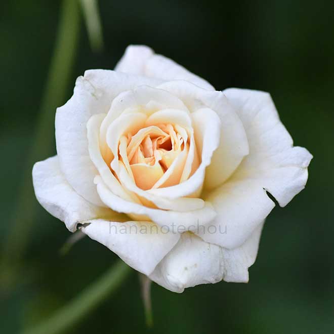 バラ ホワイト セシル ブルンネ｜花の手帖の薔薇図鑑