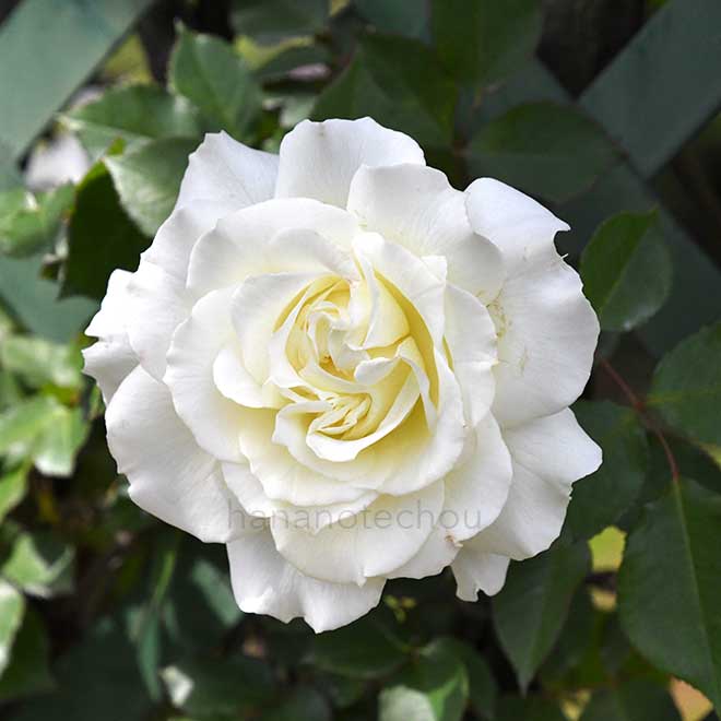 バラ つる ホワイト マスターピース｜花の手帖の薔薇図鑑
