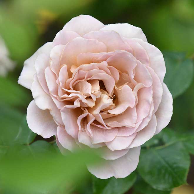 バラ カフェ ラテ｜花の手帖の薔薇図鑑