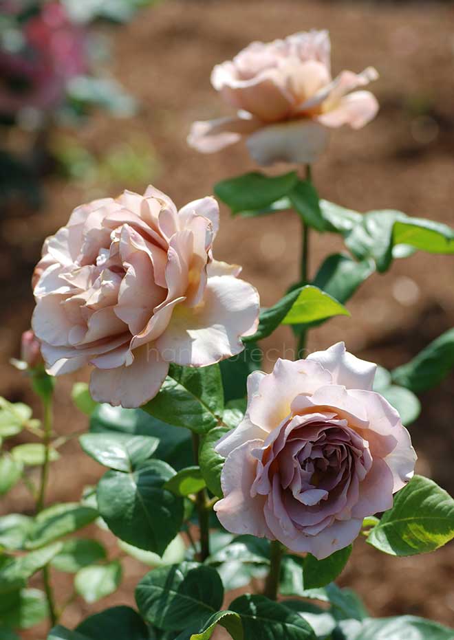 バラ カフェ ラテ｜花の手帖の薔薇図鑑
