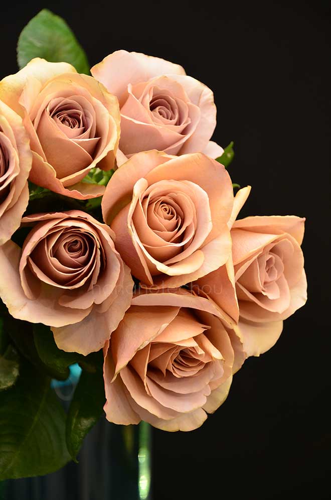 バラ カフェ ラテ｜花の手帖の薔薇図鑑