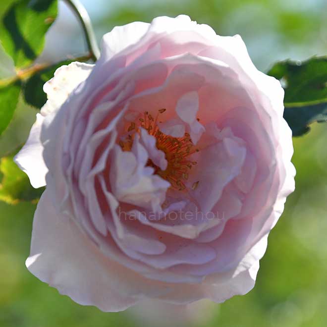 バラ カミーユ｜花の手帖の薔薇図鑑