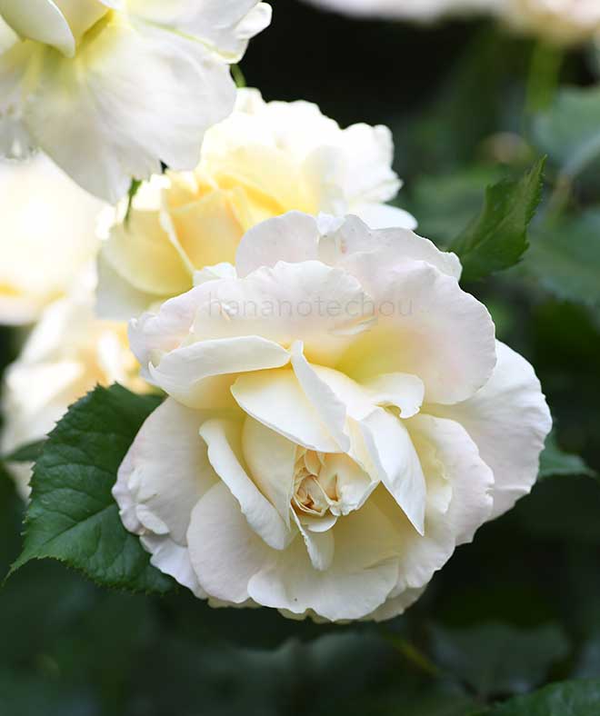 バラ カンパネルラ｜花の手帖の薔薇図鑑