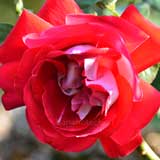 バラ キャンデラ｜花の手帖の薔薇図鑑