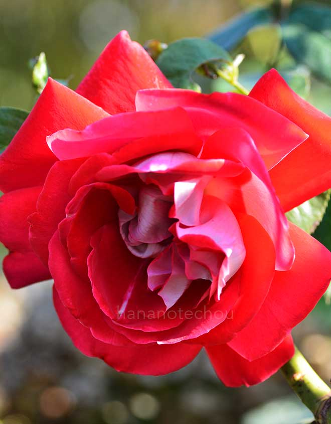 バラ キャンデラ
｜花の手帖の薔薇図鑑