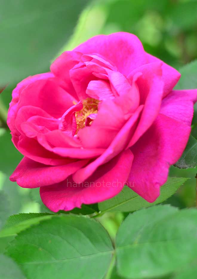 バラ キャプテン ヘイワード｜花の手帖の薔薇図鑑