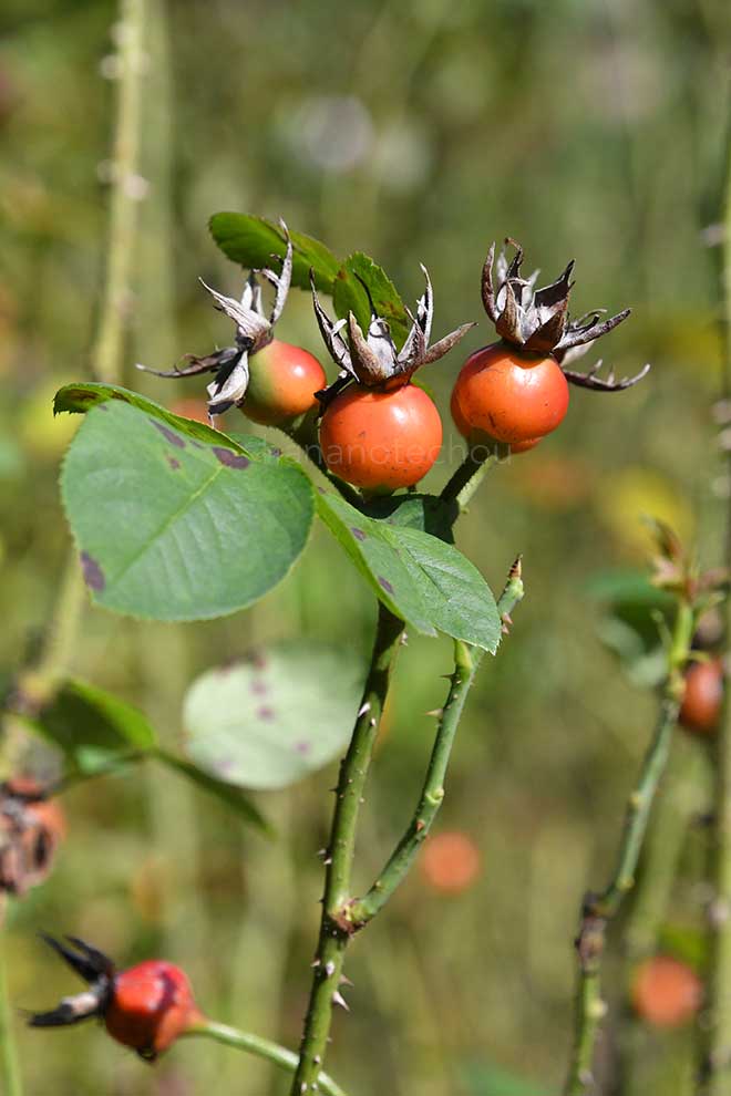 バラ キャプテン ヘイワード｜花の手帖の薔薇図鑑