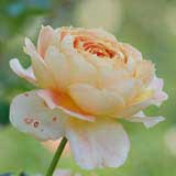 バラ　キャラメルアンティーク｜花の手帖のバラ図鑑