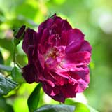 バラ カーディナル ヒューム｜花の手帖の薔薇図鑑