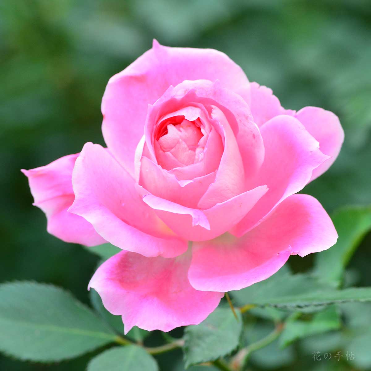 バラ ケアフリー ワンダー｜花の手帖の薔薇図鑑