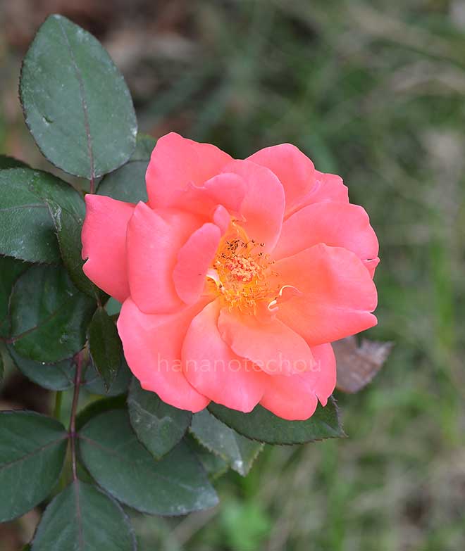 バラ カトリーヌ ドゥヌーブ｜花の手帖の薔薇図鑑