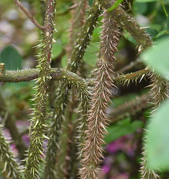 バラ カトリーヌ ドゥ ベルデンベルグ｜花の手帖の薔薇図鑑