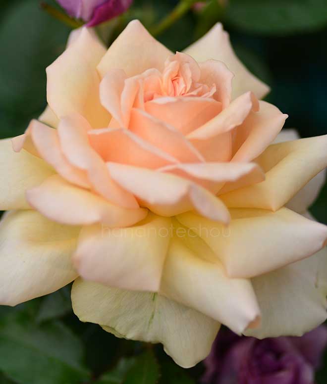 バラ キャンドスビューティ|花の手帖の薔薇図鑑