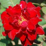 バラ クリストファー ストーン｜花の手帖の薔薇図鑑
