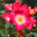 バラ カクテル｜花の手帖の薔薇図鑑
