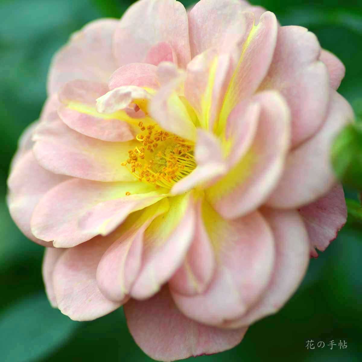 バラ コーヒードロップス｜花の手帖の薔薇図鑑