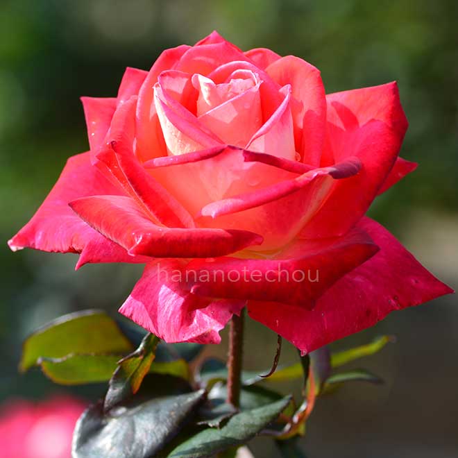 バラ コロラマ｜花の手帖の薔薇図鑑
