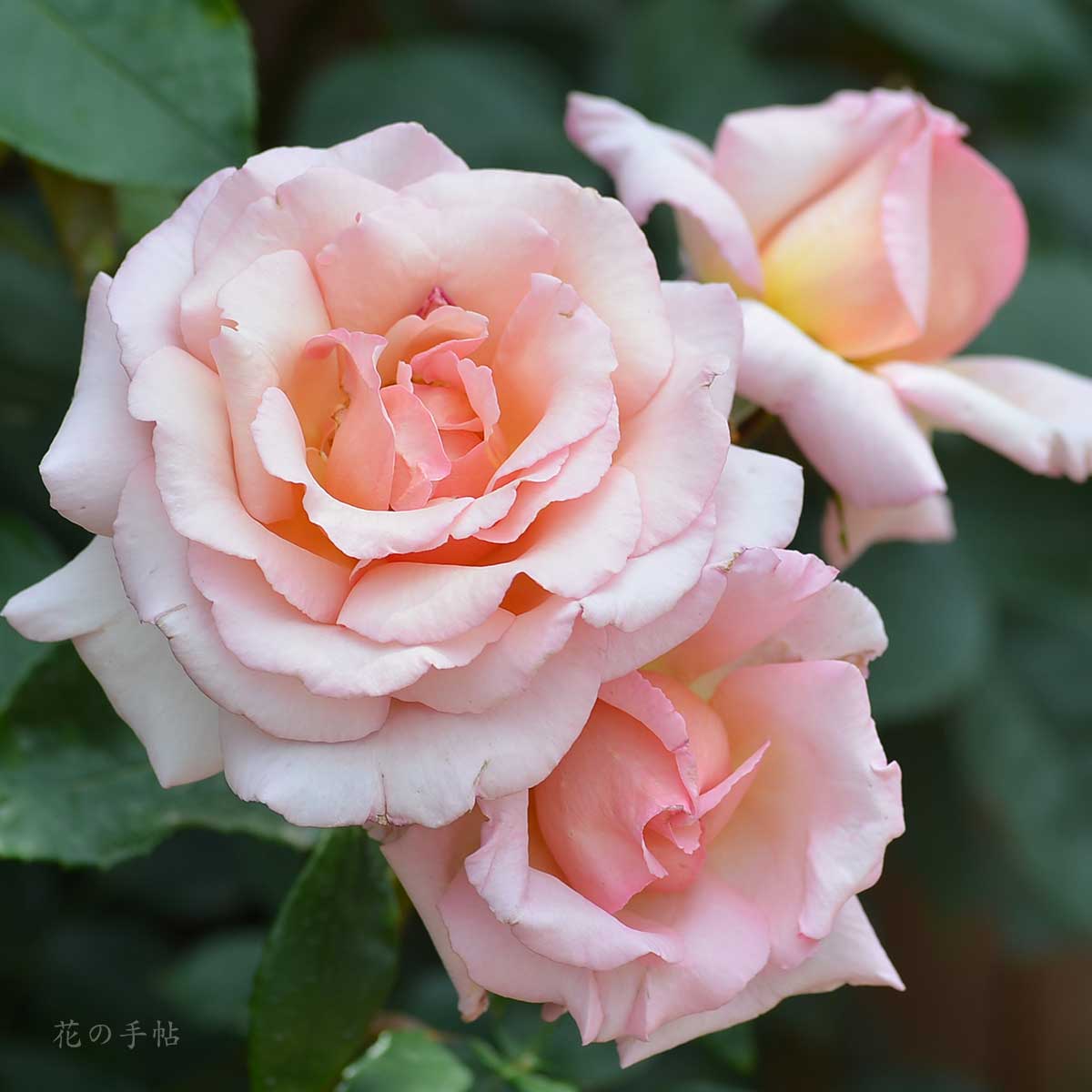 バラ コンパッション｜花の手帖の薔薇図鑑
