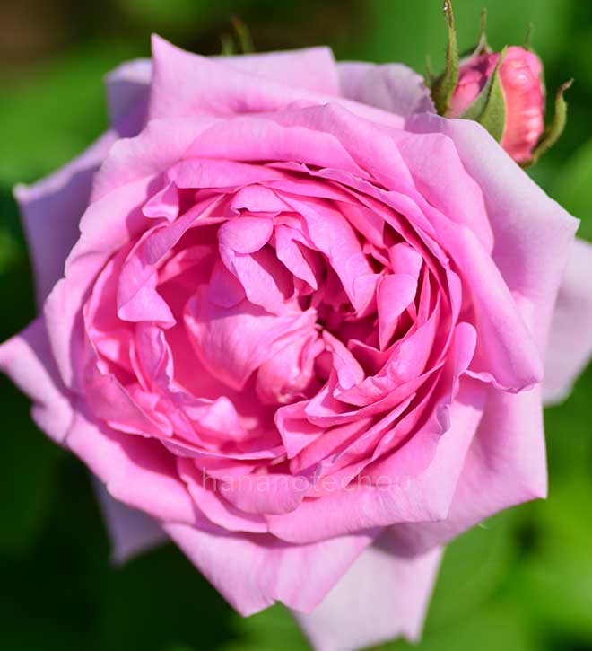 バラ コンテ ドゥ シャンボール|花の手帖の薔薇図鑑