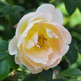 バラ コンテ ドゥ シャンパーニュ｜花の手帖の薔薇図鑑