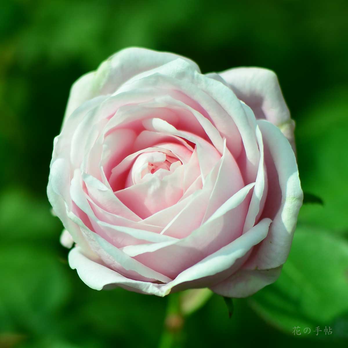 バラ コンテスドゥバルバンタン｜花の手帖の薔薇図鑑