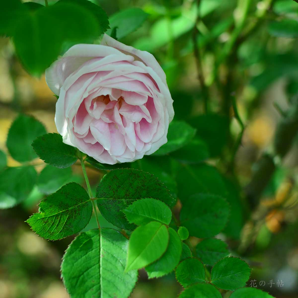 バラ コンテスドゥバルバンタン｜花の手帖の薔薇図鑑