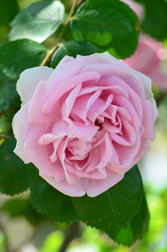 バラ コンラッド フェルディナンド マイアー|花の手帖の薔薇図鑑