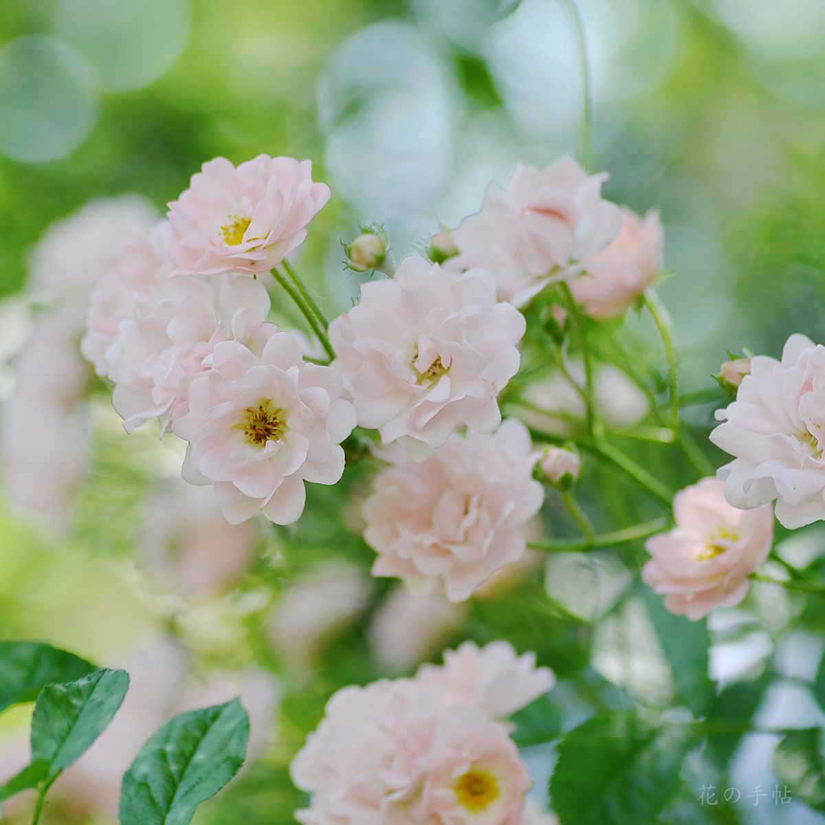 バラ コーラル クラスター｜花の手帖の薔薇図鑑
