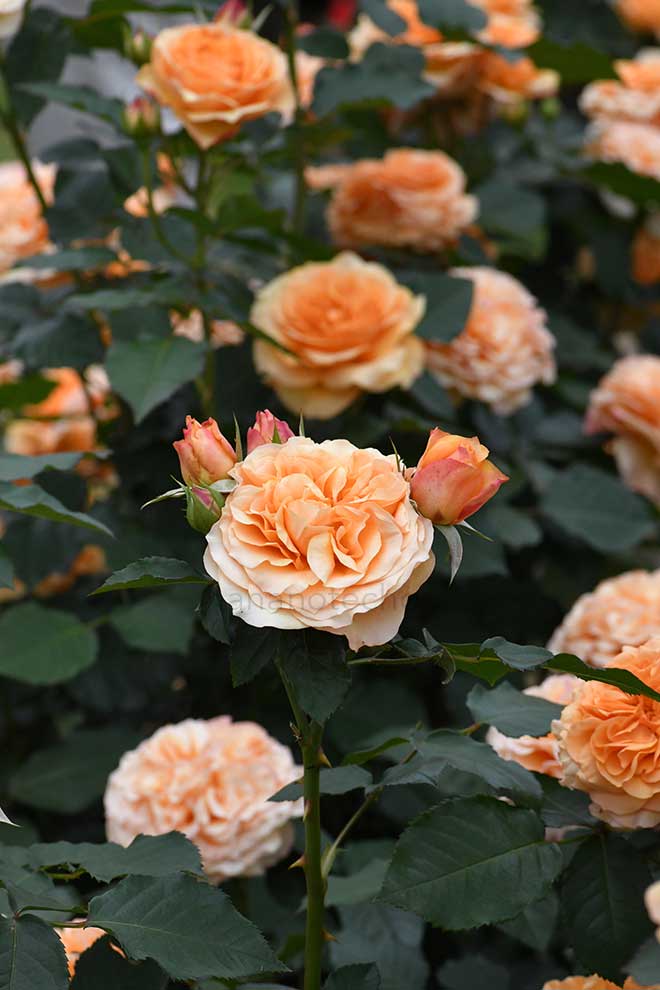 バラ カントリートレンドセッター|花の手帖の薔薇図鑑