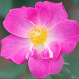 バラ ピノキオ｜花の手帖の薔薇図鑑